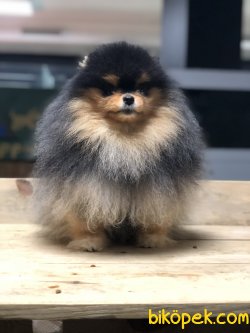 SHOW KALİTE POMERANİAN BOO 5