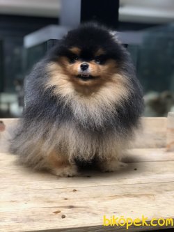 SHOW KALİTE POMERANİAN BOO 4