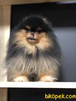 SHOW KALİTE POMERANİAN BOO 1