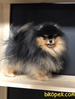 SHOW KALİTE POMERANİAN BOO 2