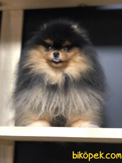 SHOW KALİTE POMERANİAN BOO 3