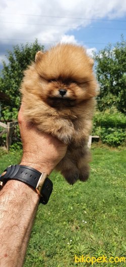 SHOW KALİTE POMERANİAN BOO BEBEKLER 1