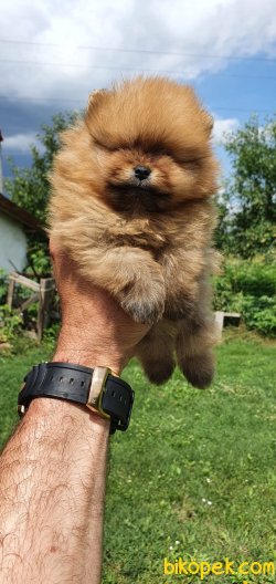 SHOW KALİTE POMERANİAN BOO BEBEKLER 3