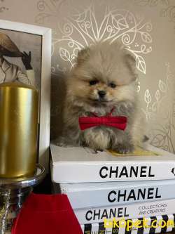 SHOW KALİTE POMERANİAN BOO BEBEKLER 3