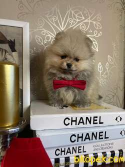 SHOW KALİTE POMERANİAN BOO BEBEKLER 2