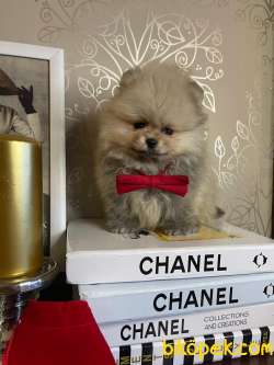 SHOW KALİTE POMERANİAN BOO BEBEKLER 1