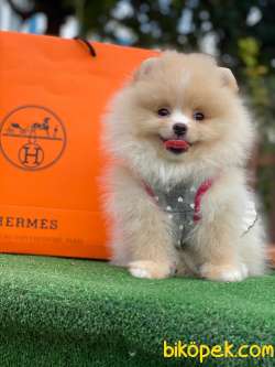 SHOW KALİTE POMERANİAN BOO BEBEKLER 1