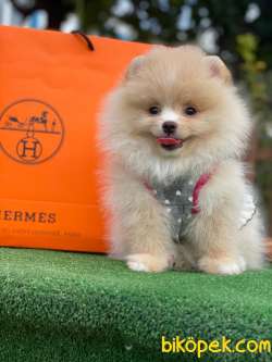 SHOW KALİTE POMERANİAN BOO BEBEKLER 3