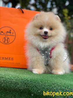 SHOW KALİTE POMERANİAN BOO BEBEKLER 2