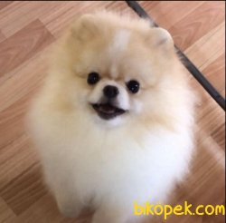 Show Kalite Pomeranian Boo Köpeğimiz Coockie 1
