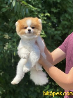 Show Kalite Pomeranian Boo Köpeğimiz Coockie 2