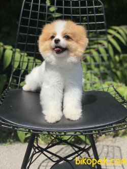 Show Kalite Pomeranian Boo Köpeğimiz Coockie 3