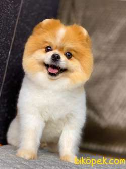 SHOW KALİTE POMERANİAN BOO PARTİCOLOR 2