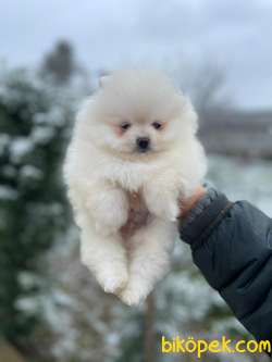 Show Kalite Pomeranian Boo Yavrular 3