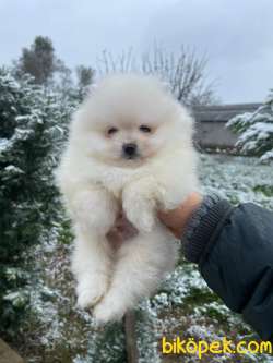 Show Kalite Pomeranian Boo Yavrular 1