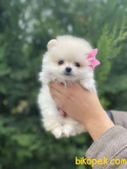 SHOW KALİTE POMERANİAN BOO YAVRULAR 1