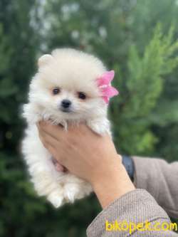 SHOW KALİTE POMERANİAN BOO YAVRULAR 3