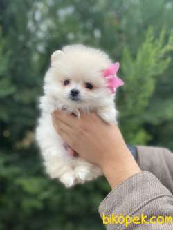 SHOW KALİTE POMERANİAN BOO YAVRULAR 2