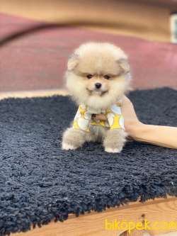 Show Kalite Pomeranian Boo Yavrular 1