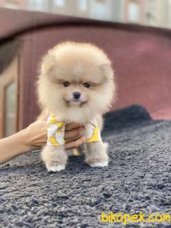 Show Kalite Pomeranian Boo Yavrular 3
