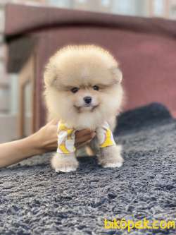 Show Kalite Pomeranian Boo Yavrular 2