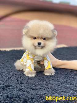 Show Kalite Pomeranian Boo Yavrular 4