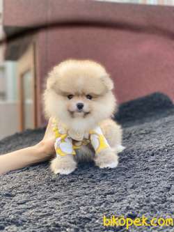 Show Kalite Pomeranian Boo Yavrular 5