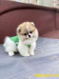Show Kalite Pomeranian Boo Yavrular 5