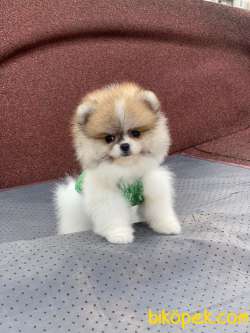 Show Kalite Pomeranian Boo Yavrular 1