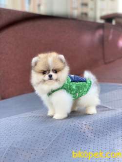 Show Kalite Pomeranian Boo Yavrular 2