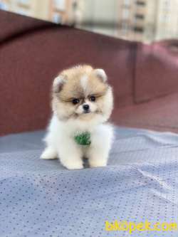 Show Kalite Pomeranian Boo Yavrular 3