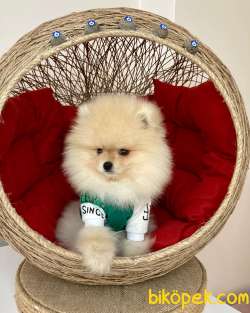 Show Kalite  Pomeranian Boo Yavrular 2