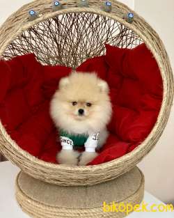 Show Kalite  Pomeranian Boo Yavrular 5