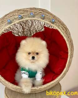 Show Kalite  Pomeranian Boo Yavrular 3