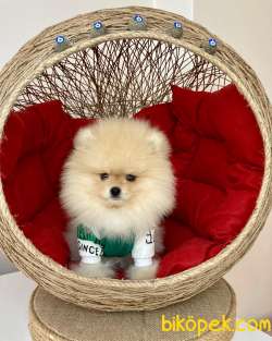 Show Kalite  Pomeranian Boo Yavrular 1