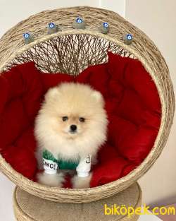 Show Kalite  Pomeranian Boo Yavrular 4