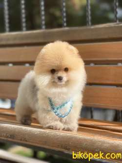 Show Kalite Pomeranian Boo Yavrular 2