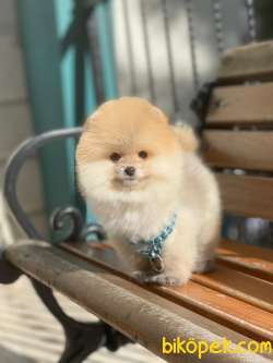 Show Kalite Pomeranian Boo Yavrular 4