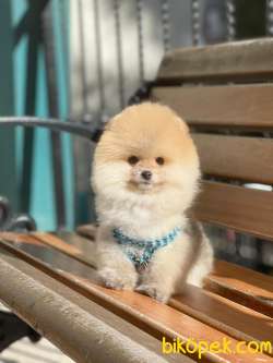 Show Kalite Pomeranian Boo Yavrular 3