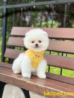 Show Kalite Pomeranian Boo Yavrular 4