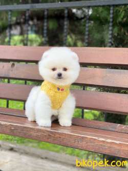 Show Kalite Pomeranian Boo Yavrular 1