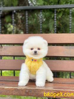Show Kalite Pomeranian Boo Yavrular 5