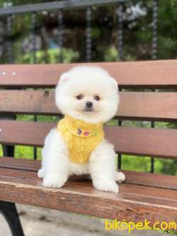 Show Kalite Pomeranian Boo Yavrular 3