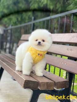 Show Kalite Pomeranian Boo Yavrular 2