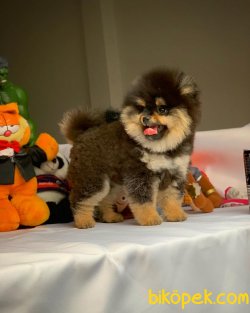 Show Kalite Pomeranian Boo Yavrularımız 2