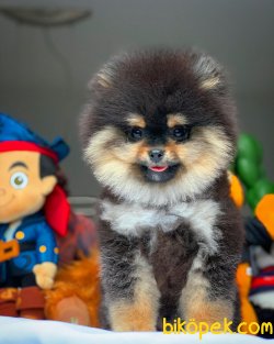 Show Kalite Pomeranian Boo Yavrularımız 4