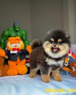 Show Kalite Pomeranian Boo Yavrularımız 3