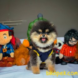 Show Kalite Pomeranian Boo Yavrularımız 1