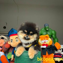 Show Kalite Pomeranian Boo Yavrularımız 5