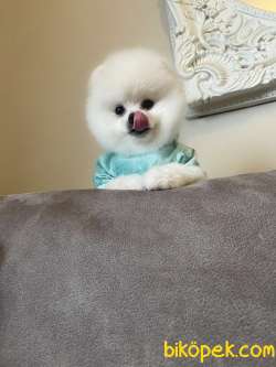 Show Kalite Pomeranian Boo Yavrularimiz 2